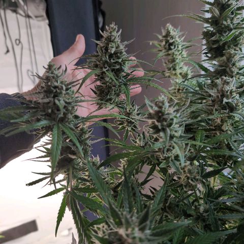 Blueberry Zkittlez Automatic growlog timeline photo