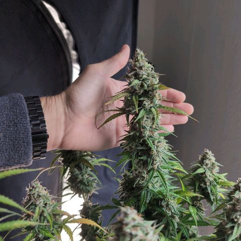 Blueberry Zkittlez Automatic growlog timeline photo