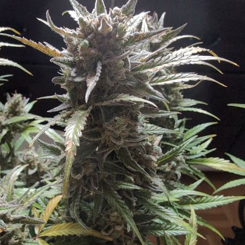 Blueberry Zkittlez Automatic growlog timeline photo