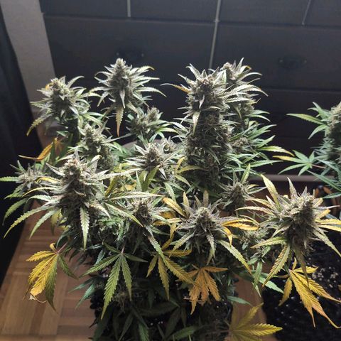Blueberry Zkittlez Automatic growlog timeline photo