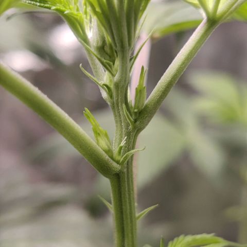 Del toston growlog timeline photo
