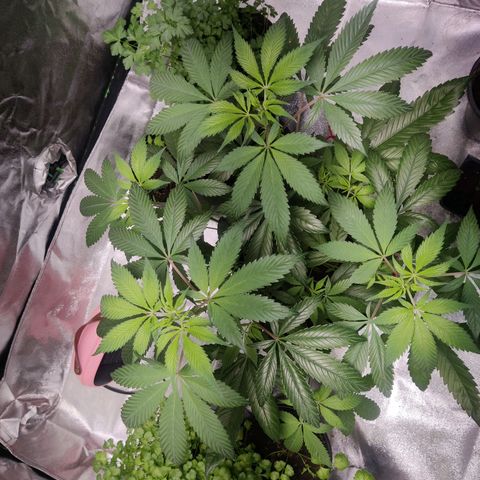 Del toston growlog timeline photo