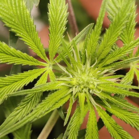 Del toston growlog timeline photo