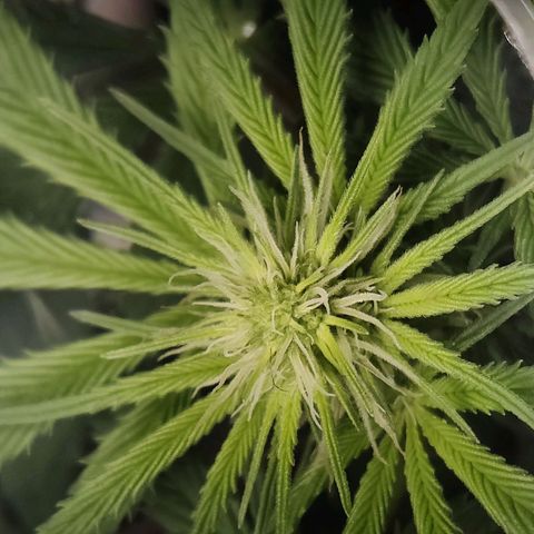 Del toston growlog timeline photo