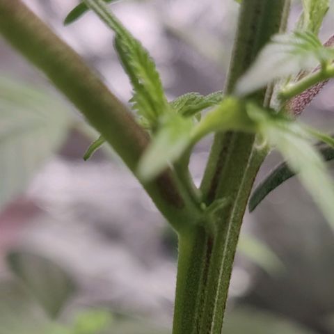 Del toston growlog timeline photo