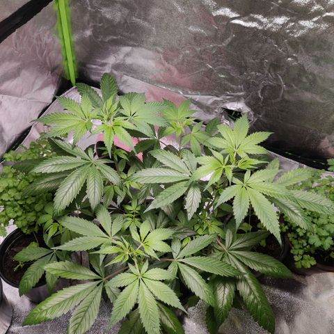 Del toston growlog timeline photo
