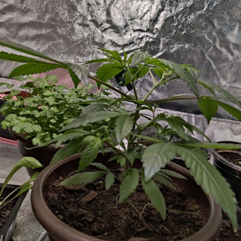 Del toston growlog timeline photo
