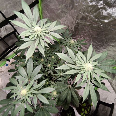 Del toston growlog timeline photo