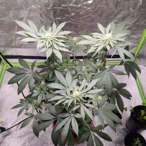 Del toston growlog timeline photo