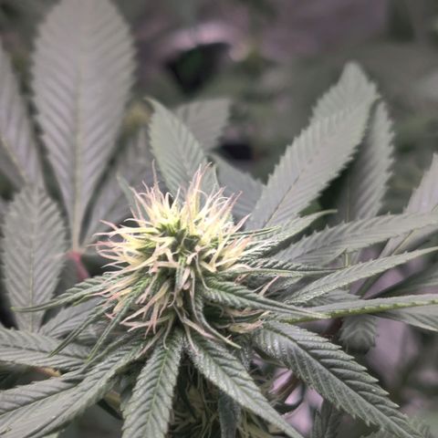 Del toston growlog timeline photo