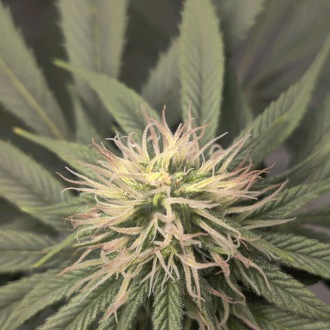 Del toston growlog timeline photo