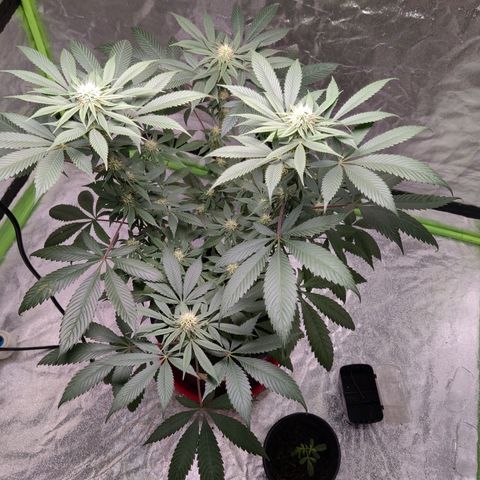 Del toston growlog timeline photo