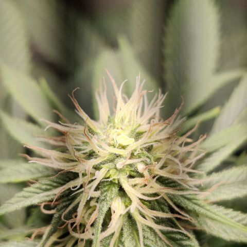 Del toston growlog timeline photo