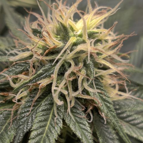 Del toston growlog timeline photo