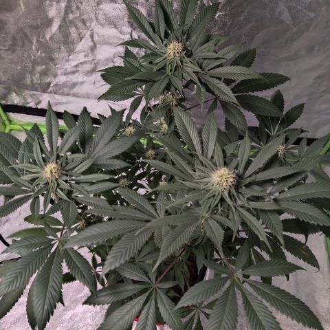 Del toston growlog timeline photo