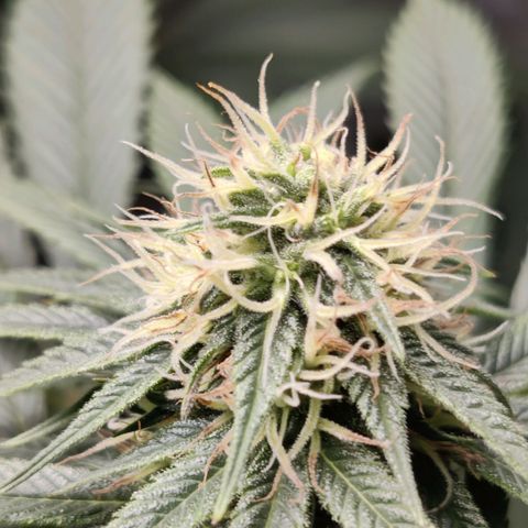 Del toston growlog timeline photo