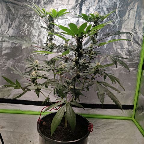 Del toston growlog timeline photo