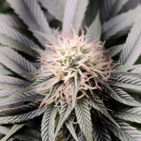 Del toston growlog timeline photo