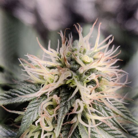 Del toston growlog timeline photo
