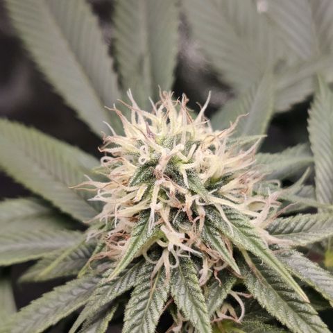 Del toston growlog timeline photo