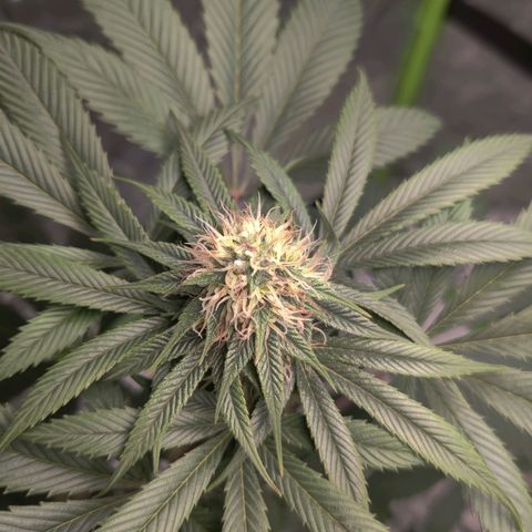 Del toston growlog timeline photo