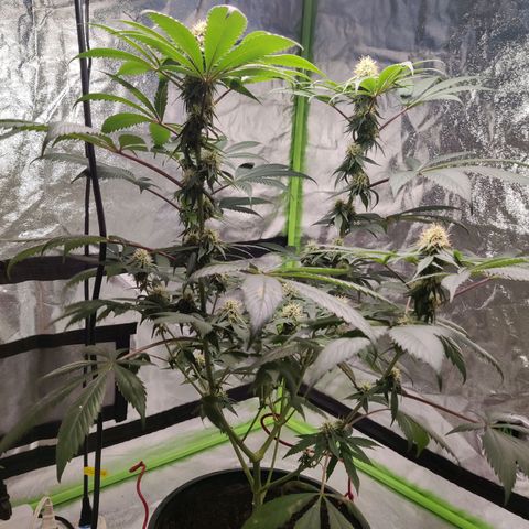 Del toston growlog timeline photo