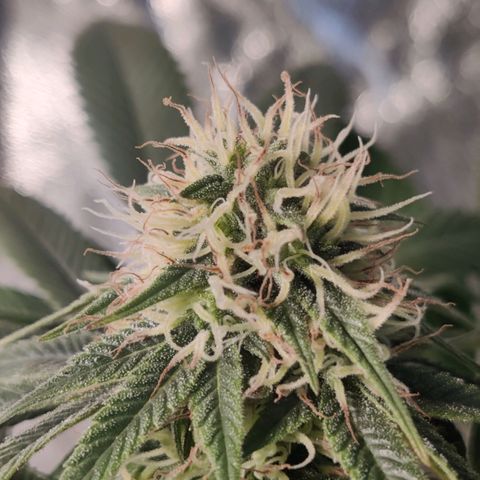 Del toston growlog timeline photo