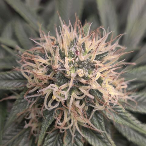 Del toston growlog timeline photo
