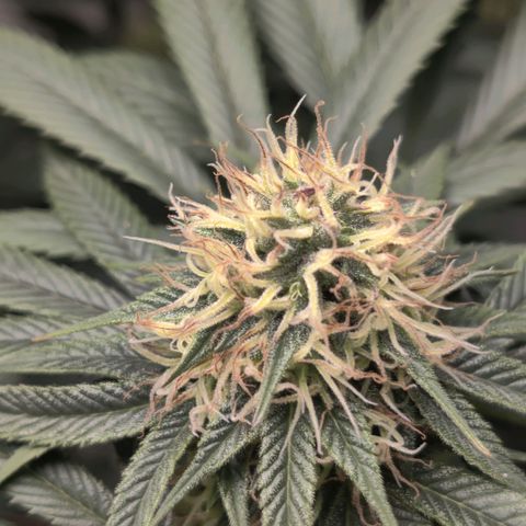 Del toston growlog timeline photo