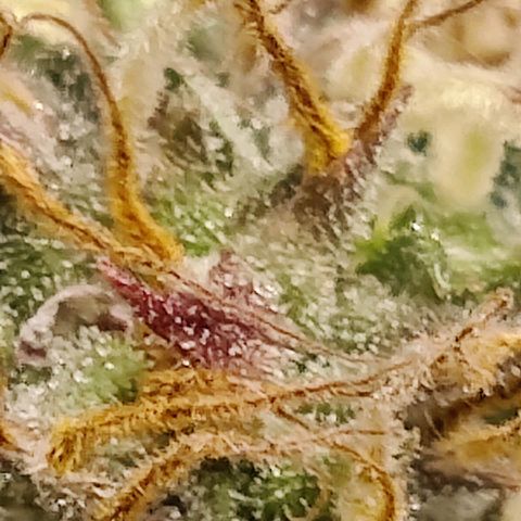 Del toston growlog timeline photo