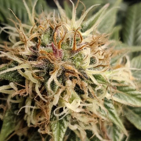 Del toston growlog timeline photo