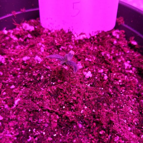 5 growlog timeline photo