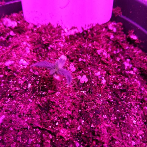 5 growlog timeline photo