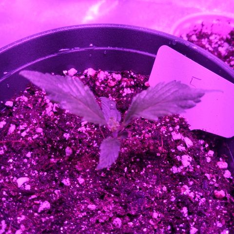 5 growlog timeline photo