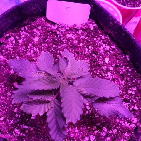 5 growlog timeline photo