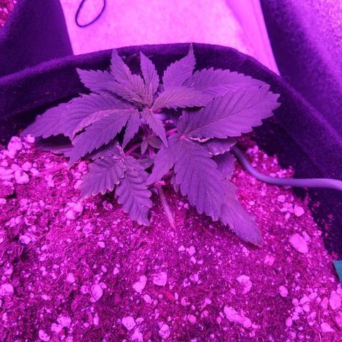 5 growlog timeline photo