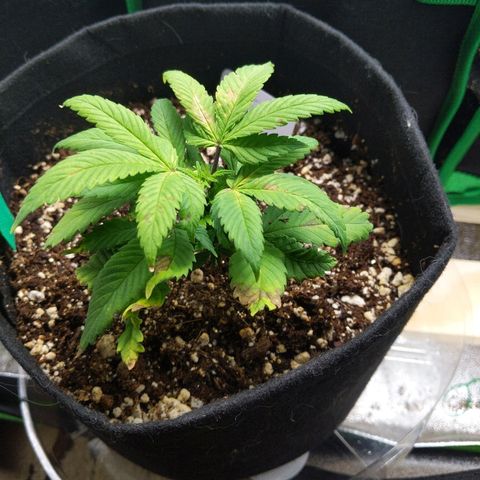 5 growlog timeline photo