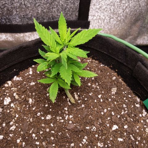 5 growlog timeline photo
