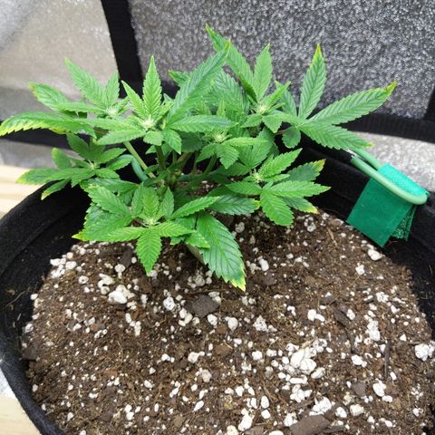 5 growlog timeline photo