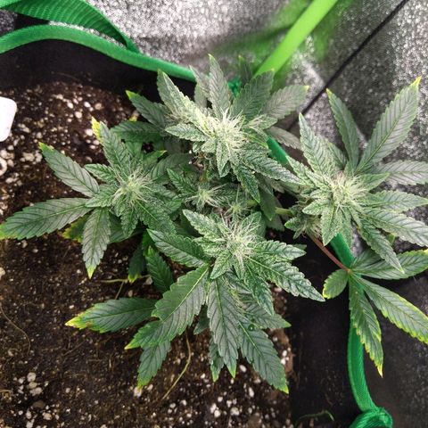 5 growlog timeline photo