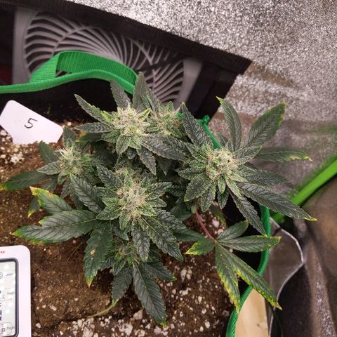 5 growlog timeline photo