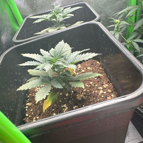 Royal Cheese Automatic growlog timeline photo