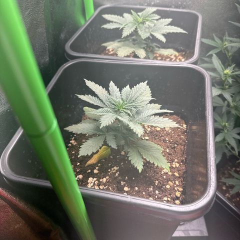 Royal Cheese Automatic growlog timeline photo