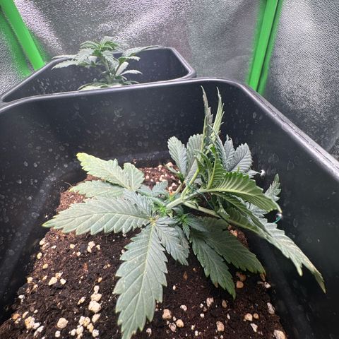 Royal Cheese Automatic growlog timeline photo