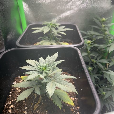 Royal Cheese Automatic growlog timeline photo