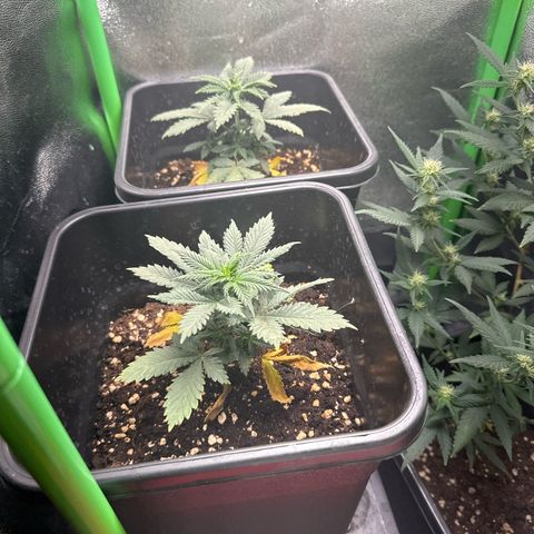 Royal Cheese Automatic growlog timeline photo