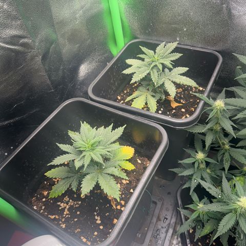 Royal Cheese Automatic growlog timeline photo
