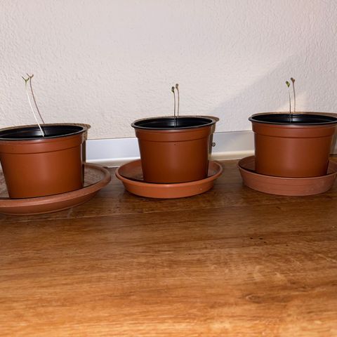 Gelato growlog timeline photo