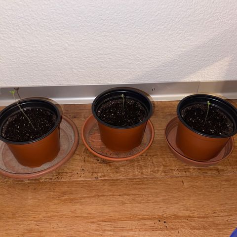Gelato growlog timeline photo