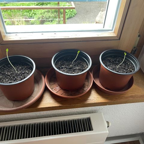 Gelato growlog timeline photo